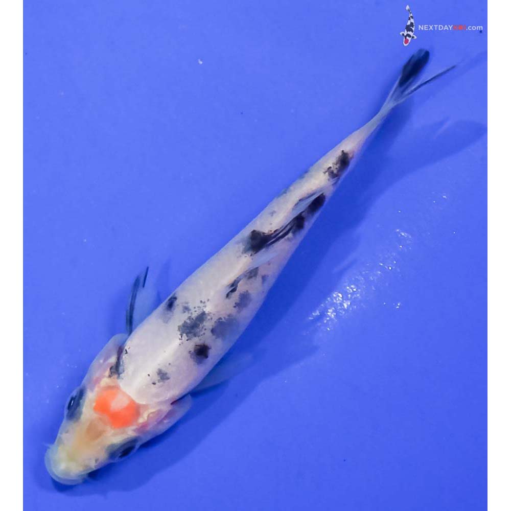 3.5” Imported Shiro Bekko