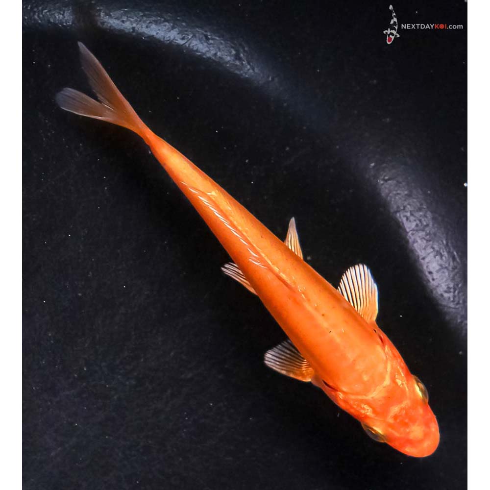 4” Imported Doitsu Orenji Ogon