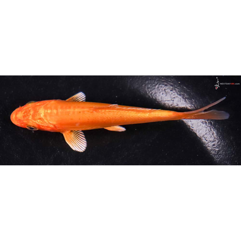 4” Imported Doitsu Orenji Ogon