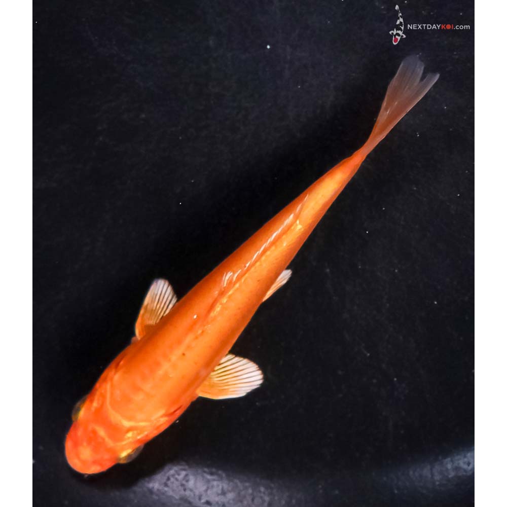 4” Imported Doitsu Orenji Ogon