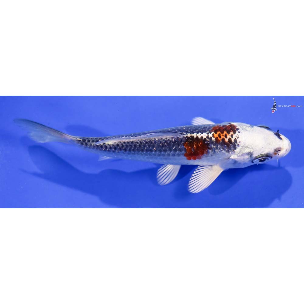 4” Imported Kujaku