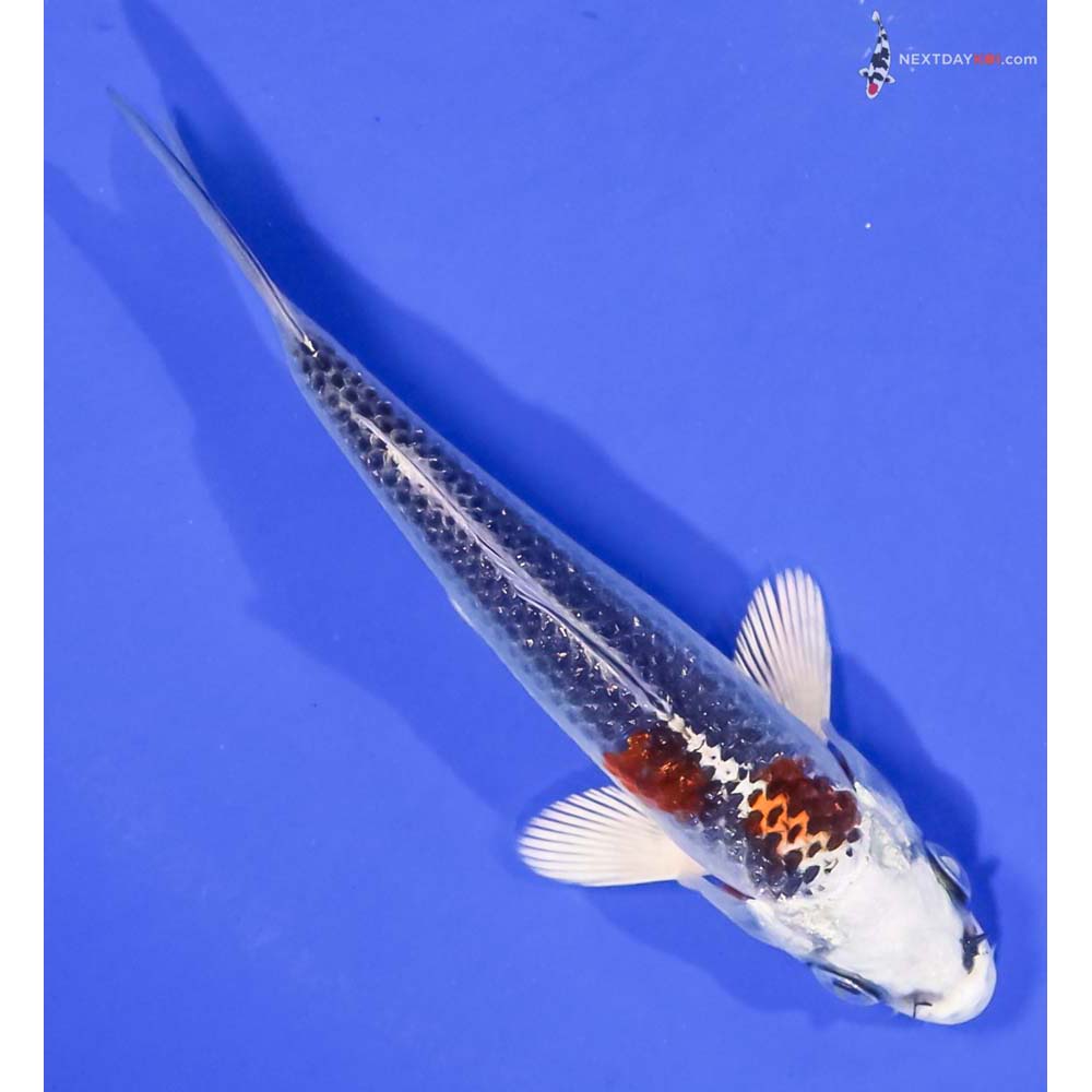 4” Imported Kujaku