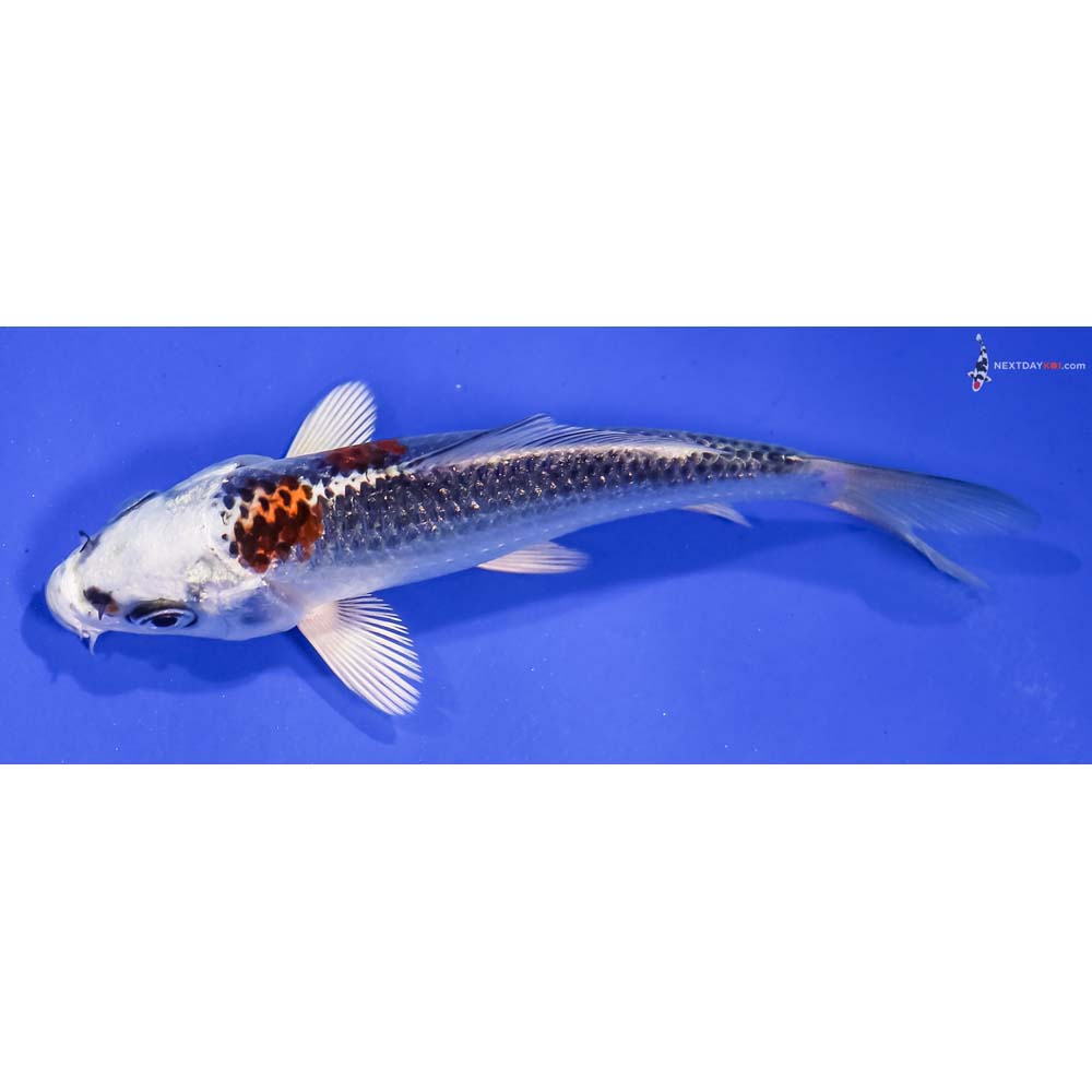 4” Imported Kujaku