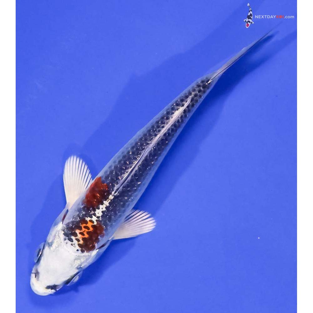 4” Imported Kujaku