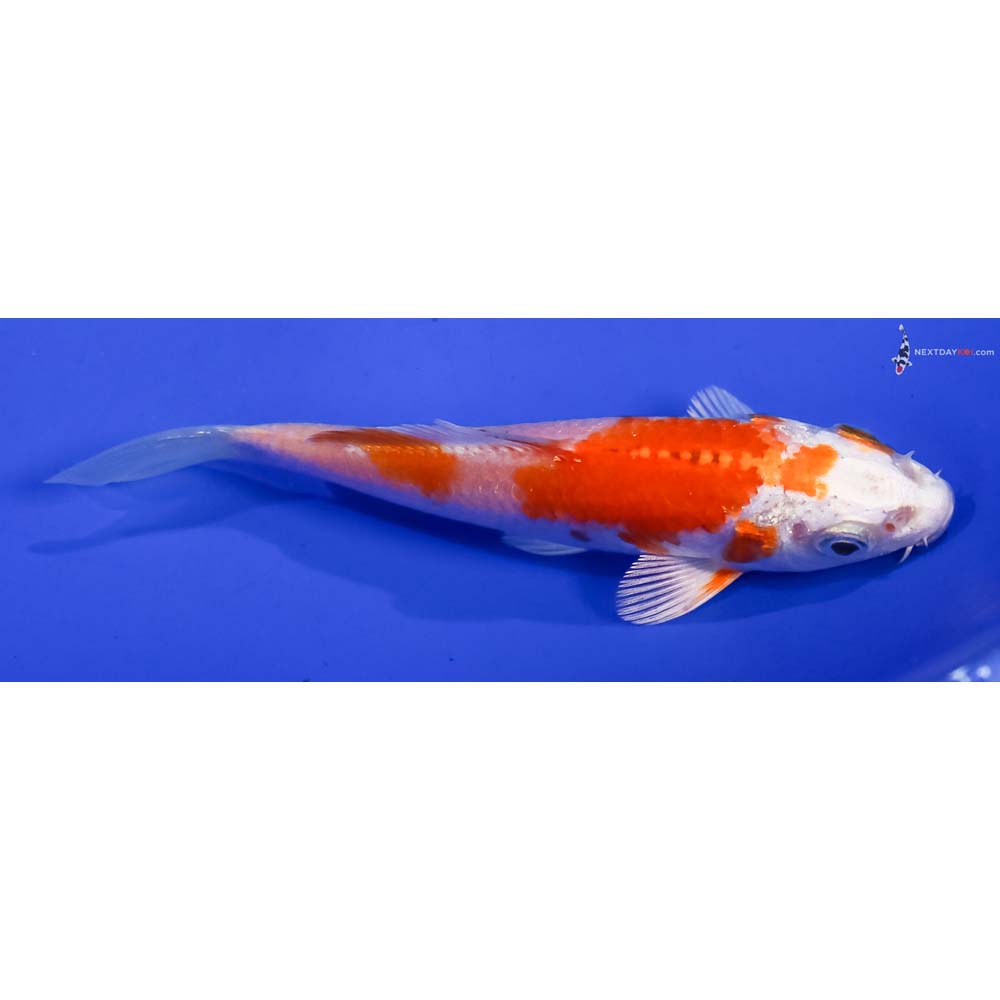 4” Imported Hariwake