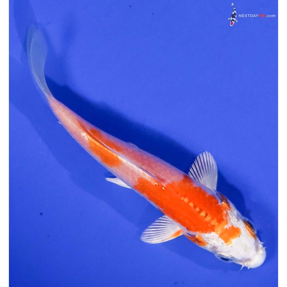 4” Imported Hariwake