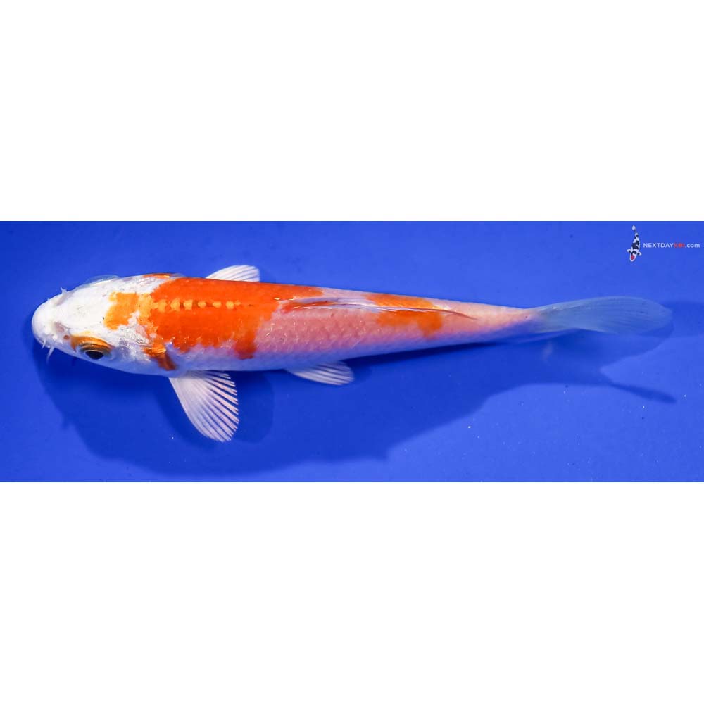 4” Imported Hariwake