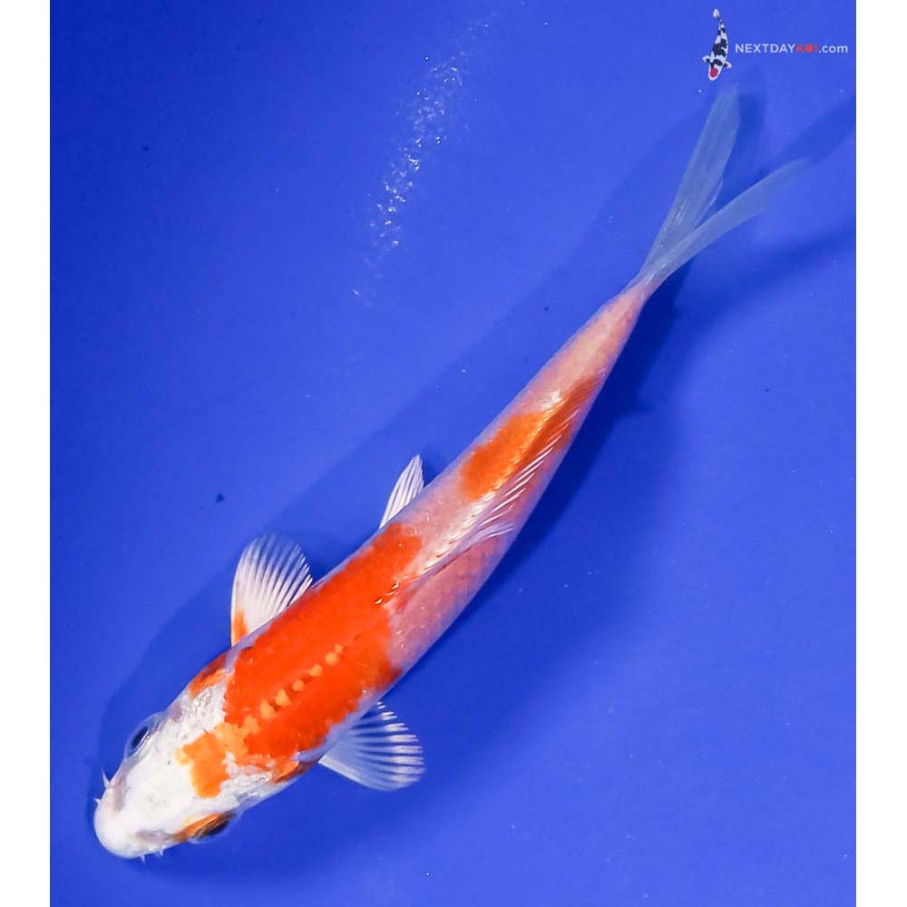 4” Imported Hariwake