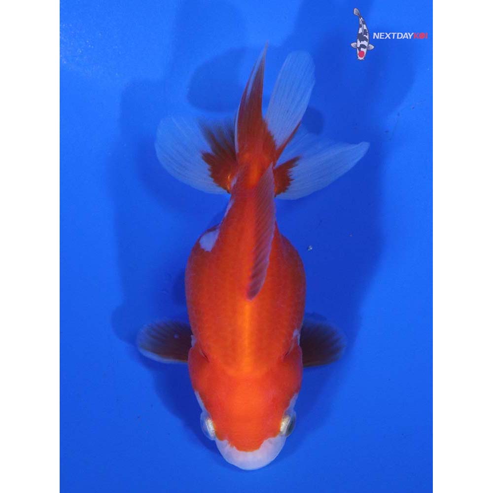2.5” Imported Red and White Oranda