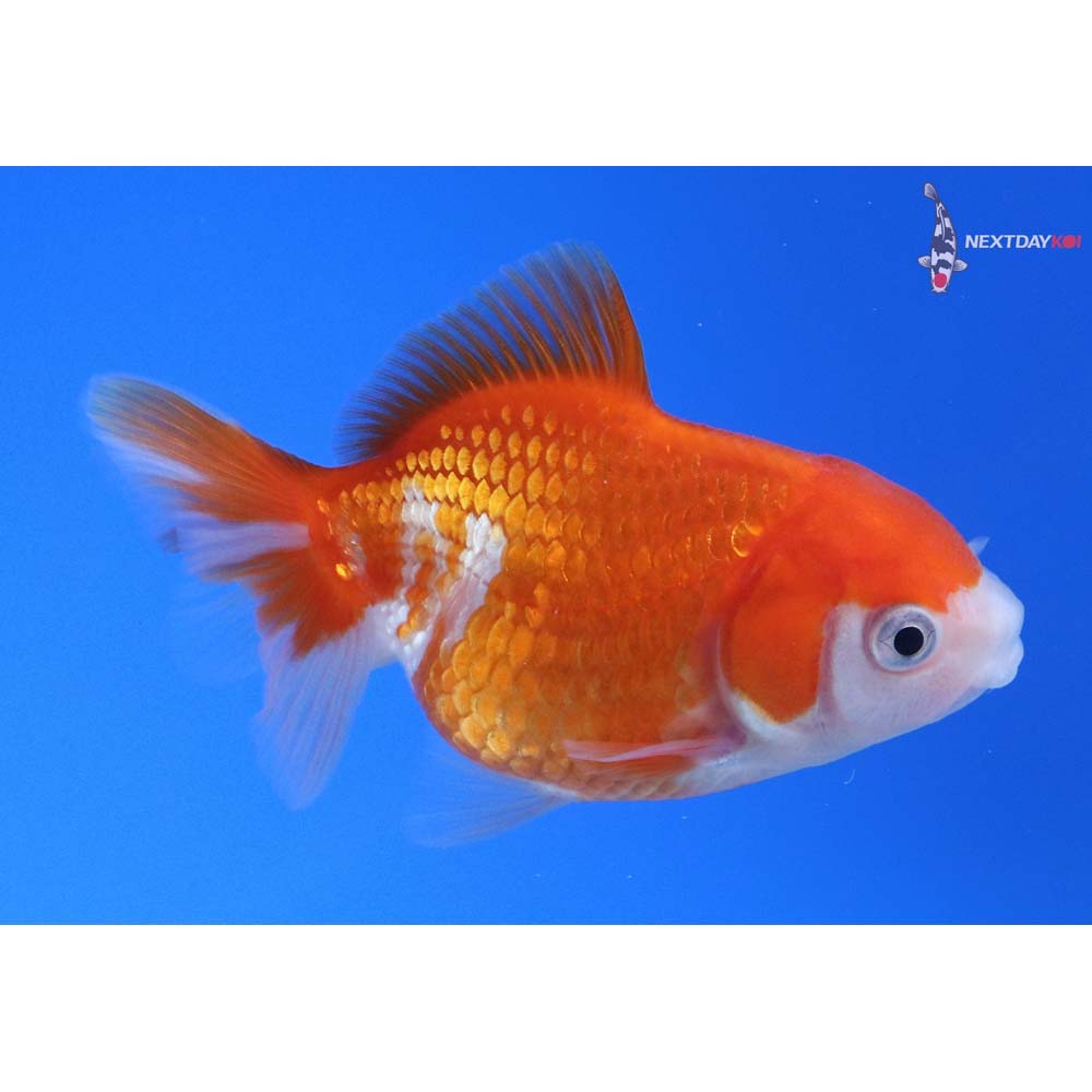 2.5” Imported Red and White Oranda