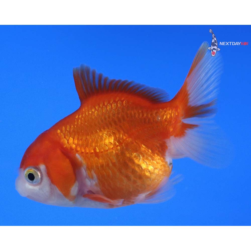 2.5” Imported Red and White Oranda