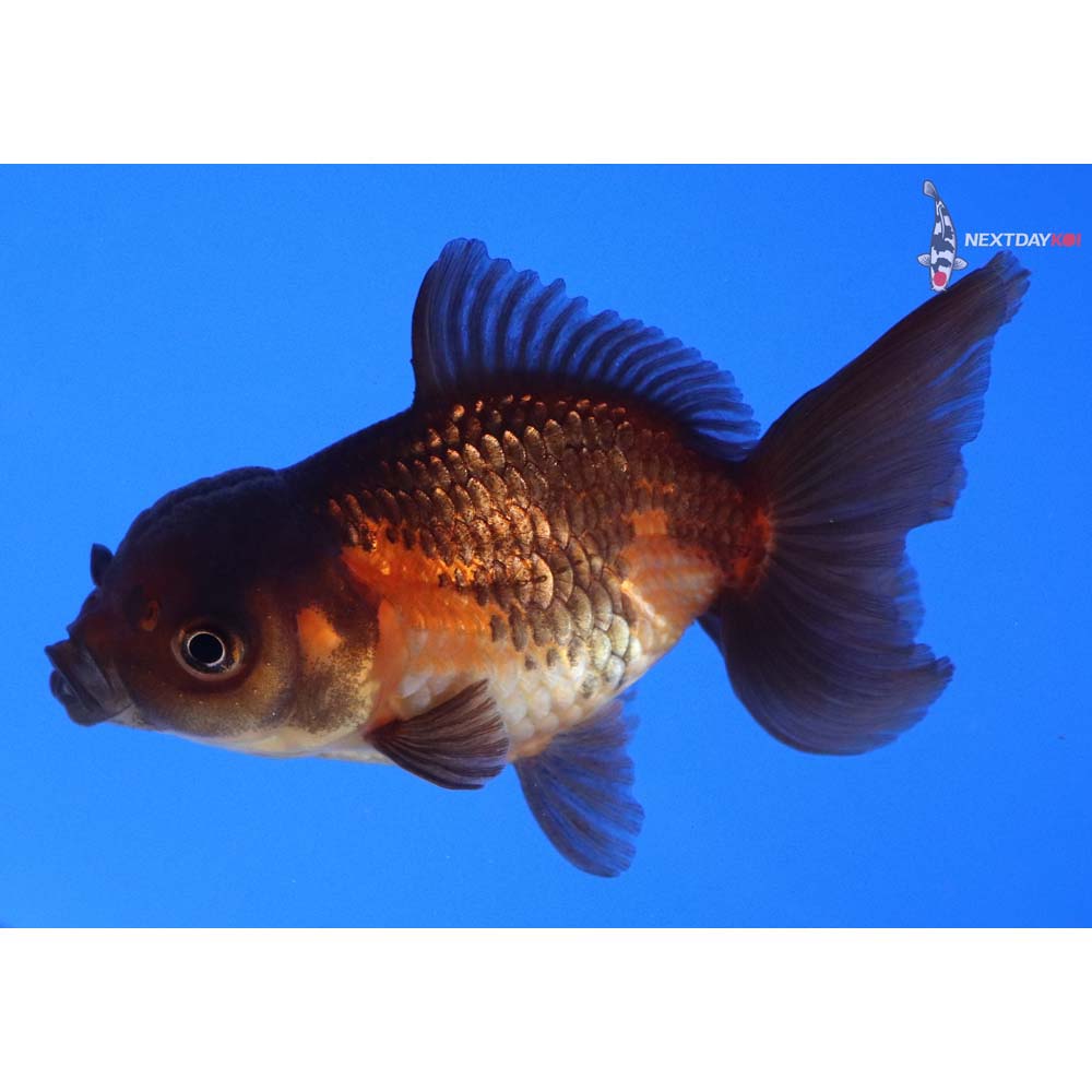 3” Imported Red and Black Oranda