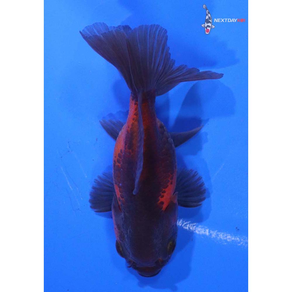 3” Imported Red and Black Oranda