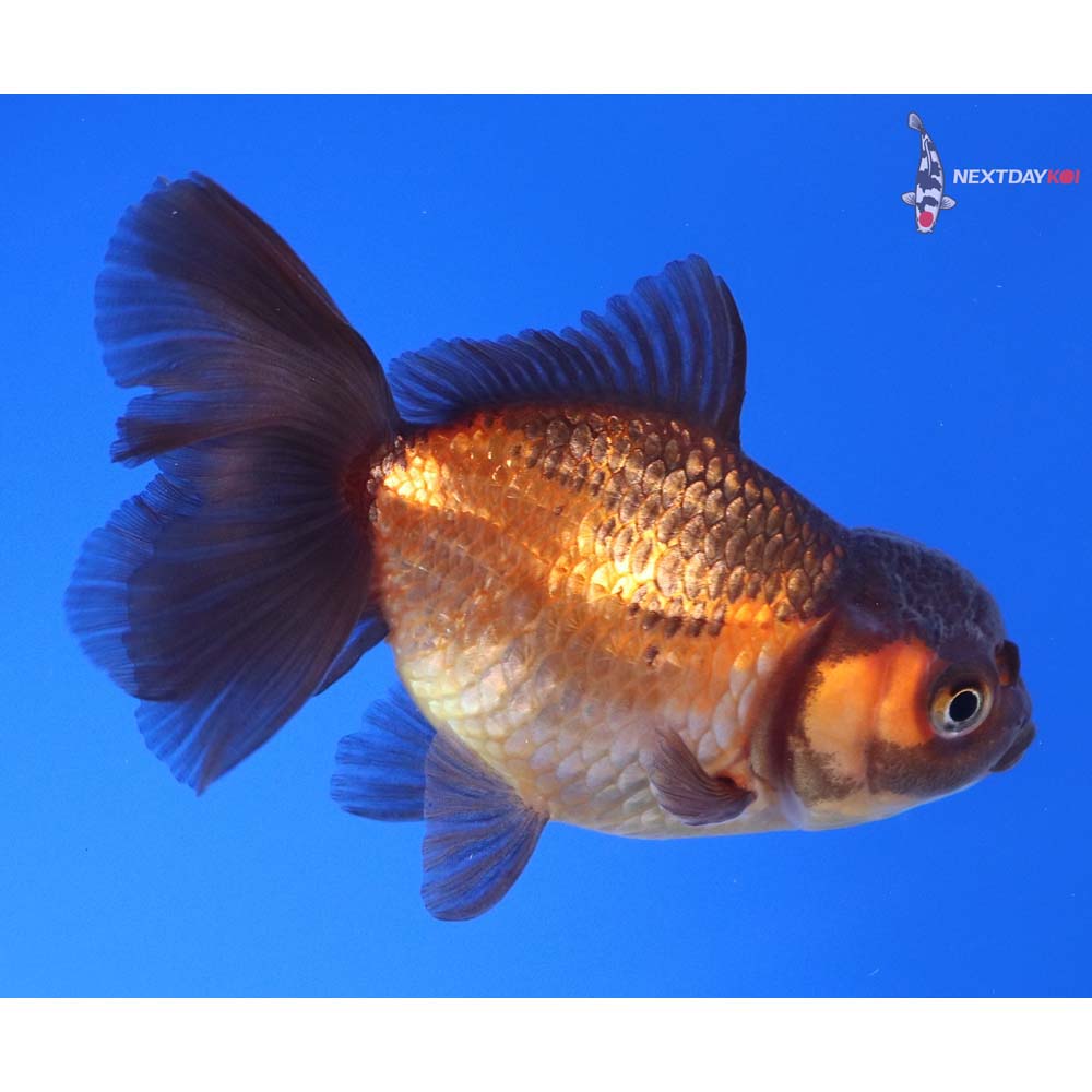 3” Imported Red and Black Oranda