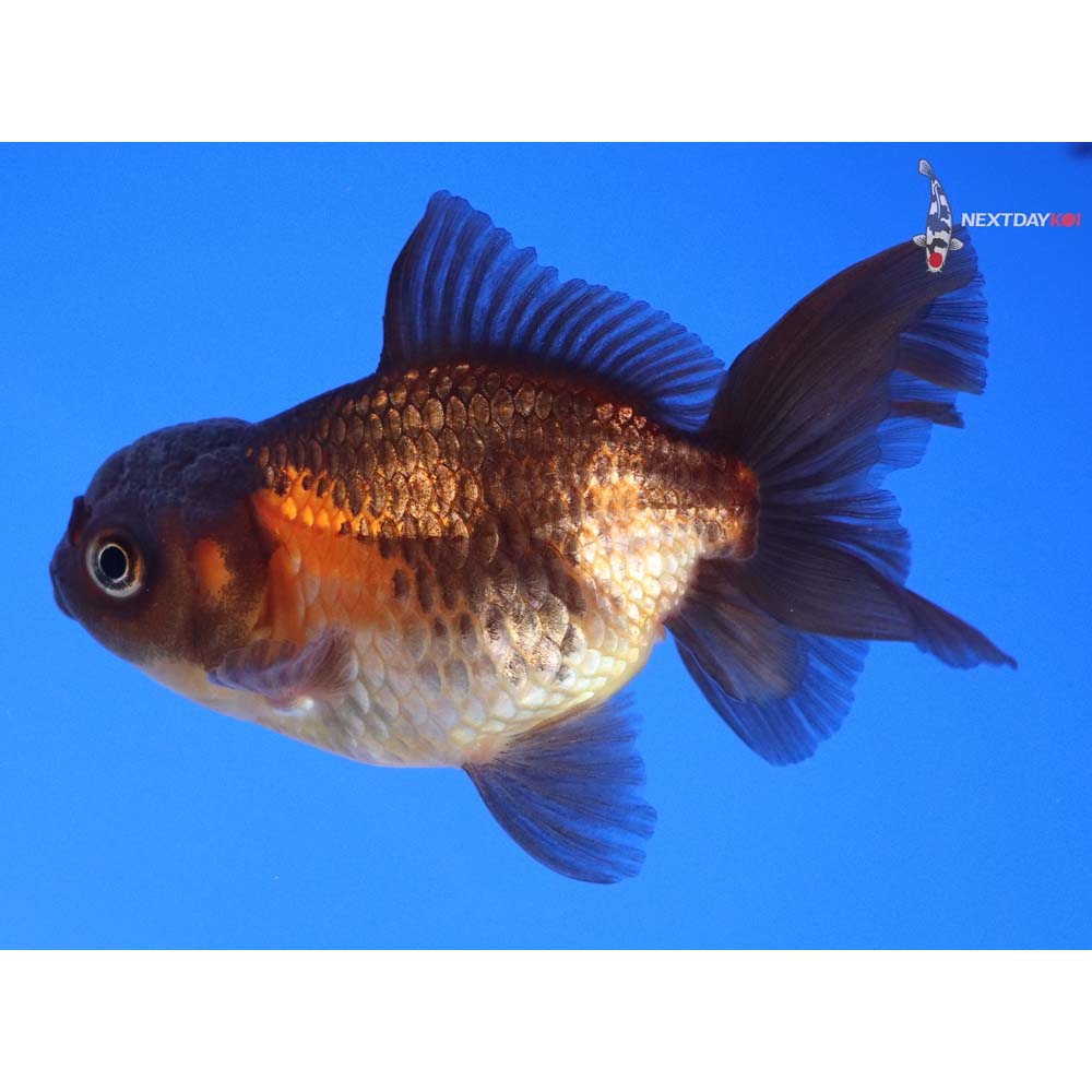 3” Imported Red and Black Oranda