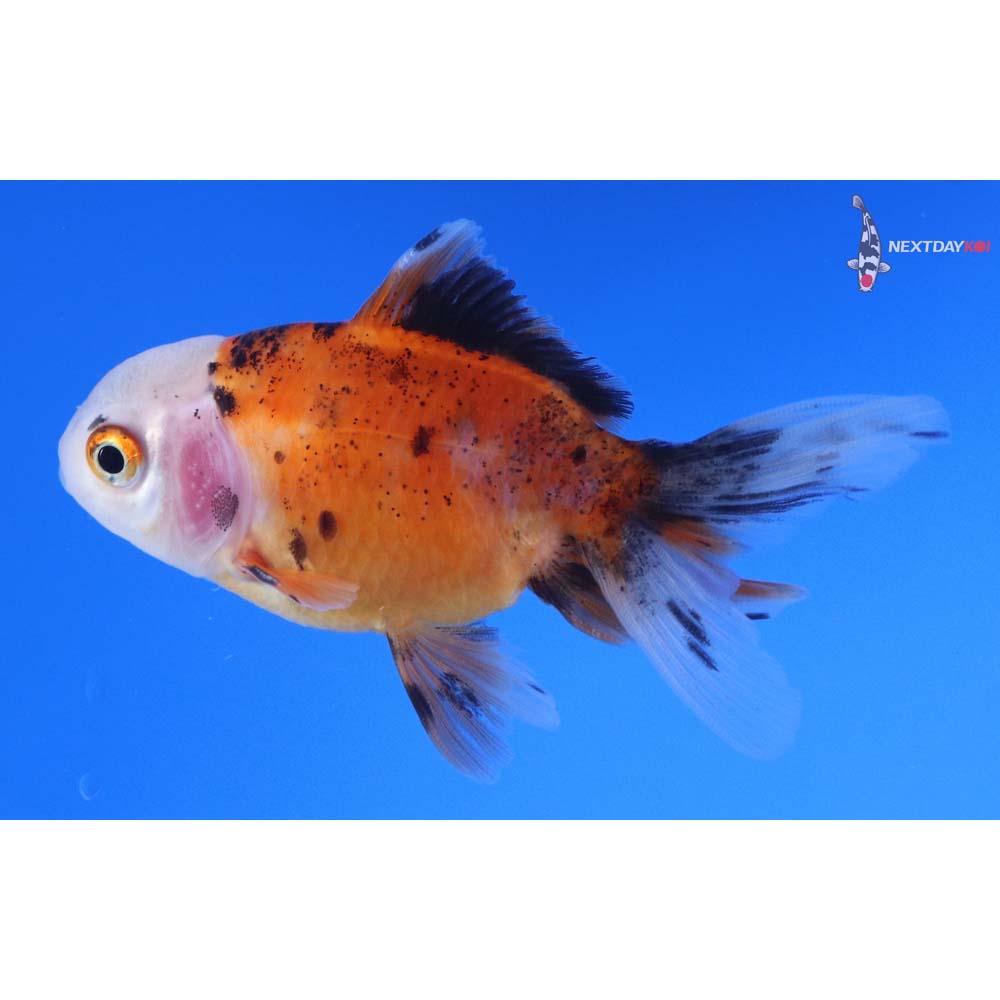 3” Imported Male Calico Oranda