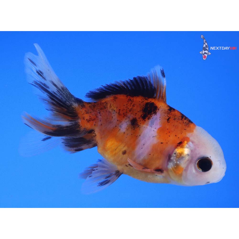 3” Imported Male Calico Oranda