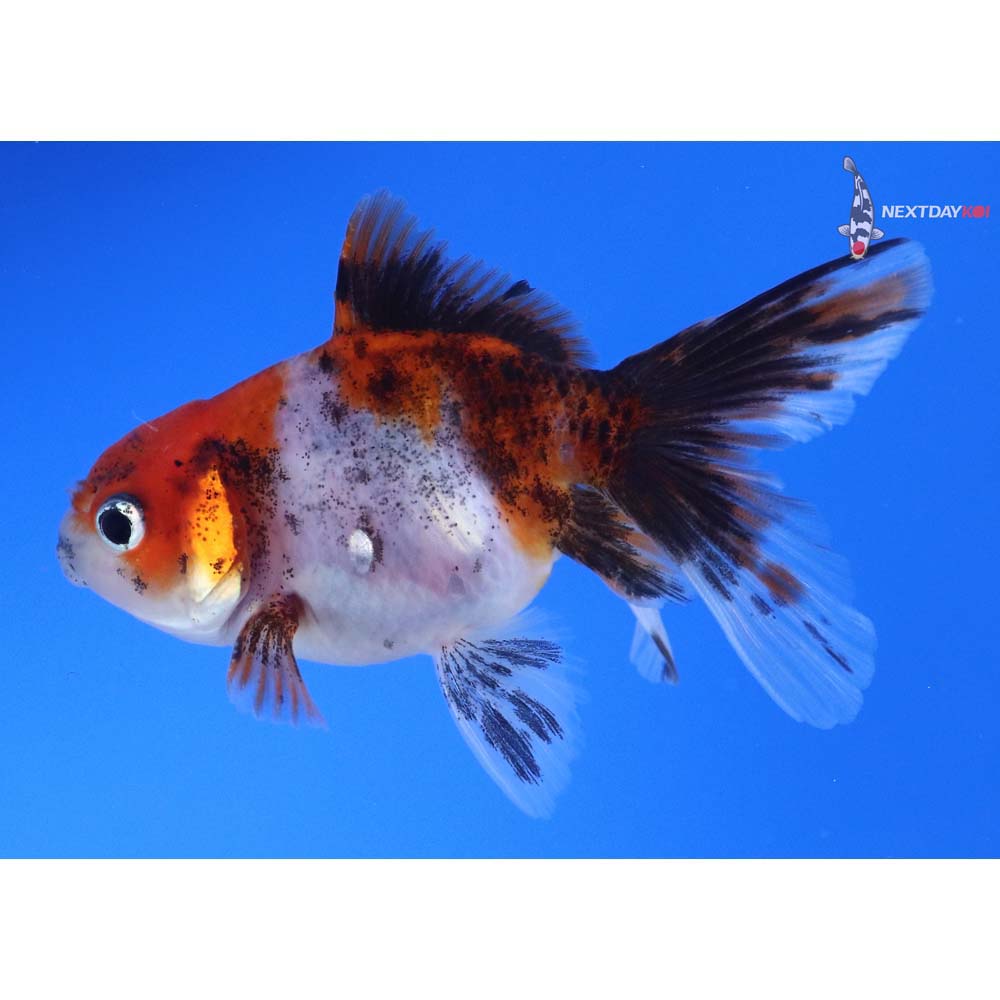 3.5” Imported Calico Oranda