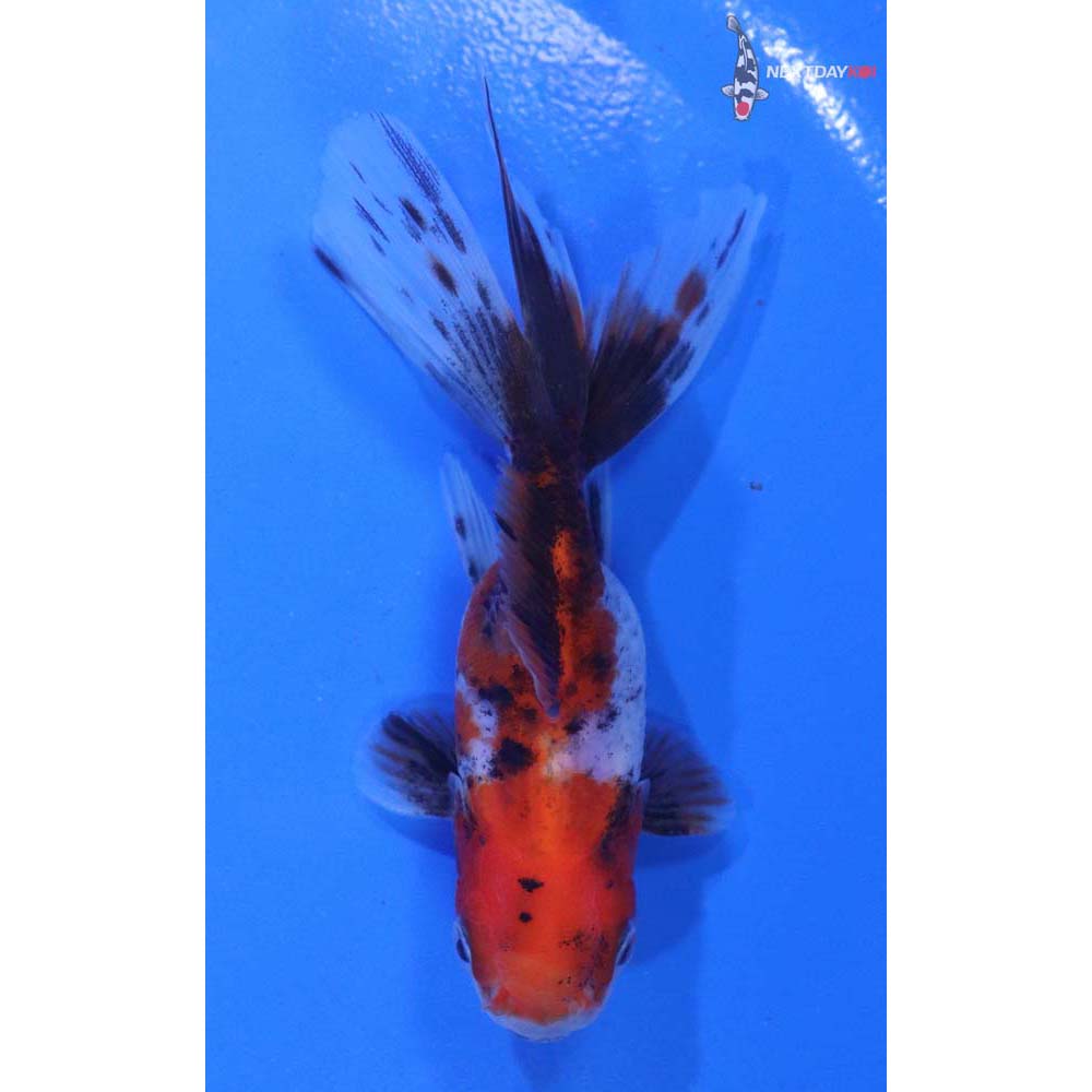 3.5” Imported Calico Oranda