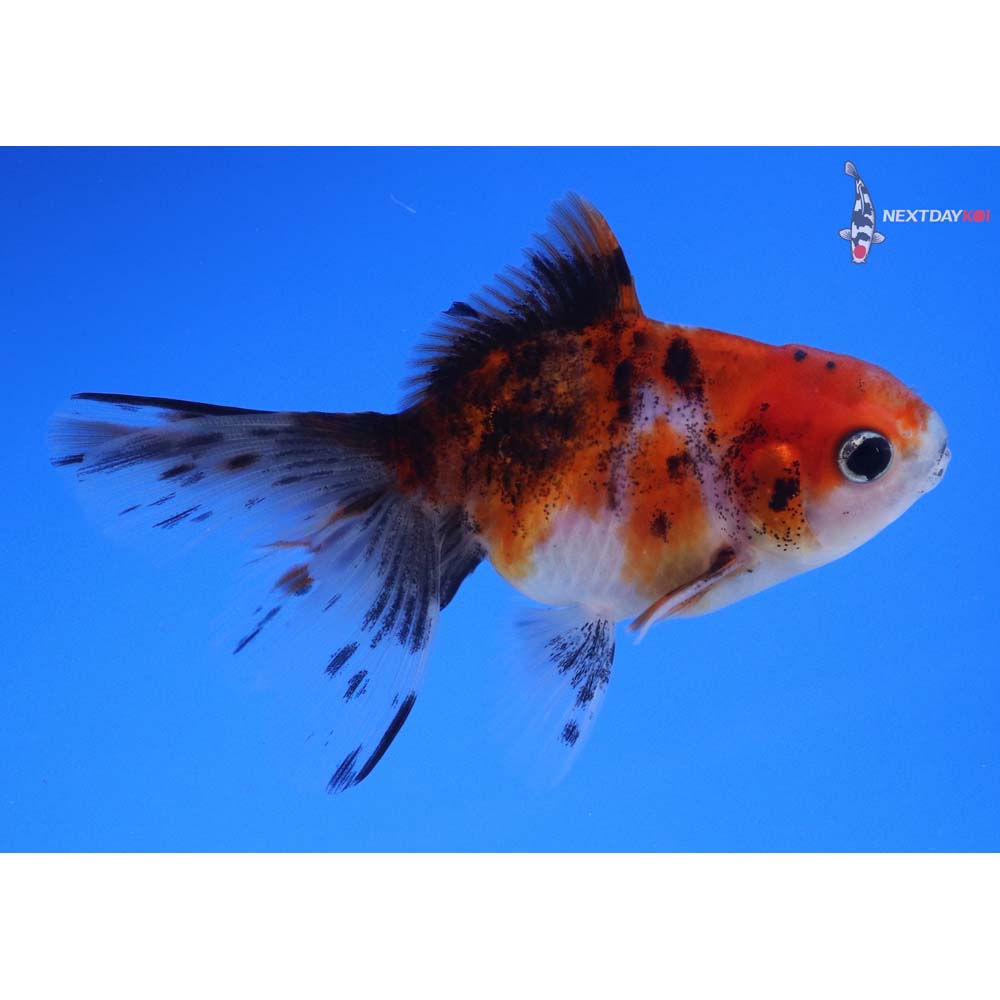 3.5” Imported Calico Oranda