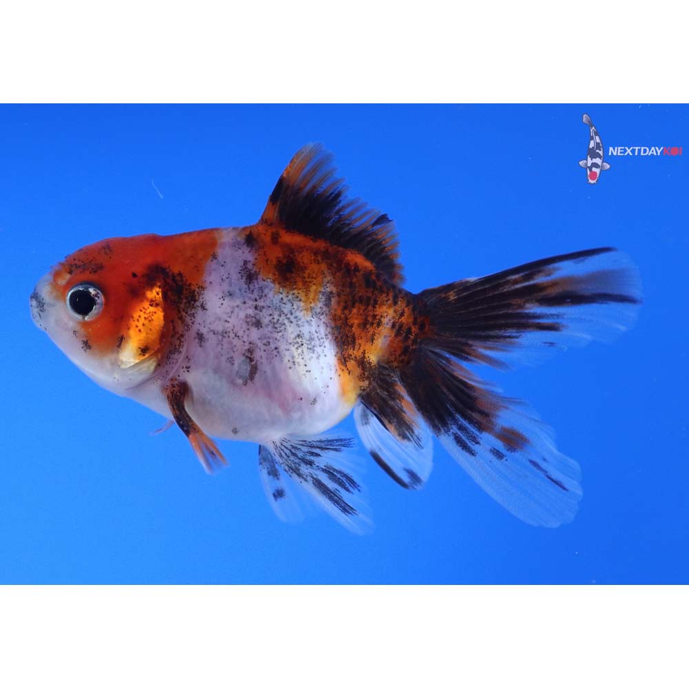 3.5” Imported Calico Oranda