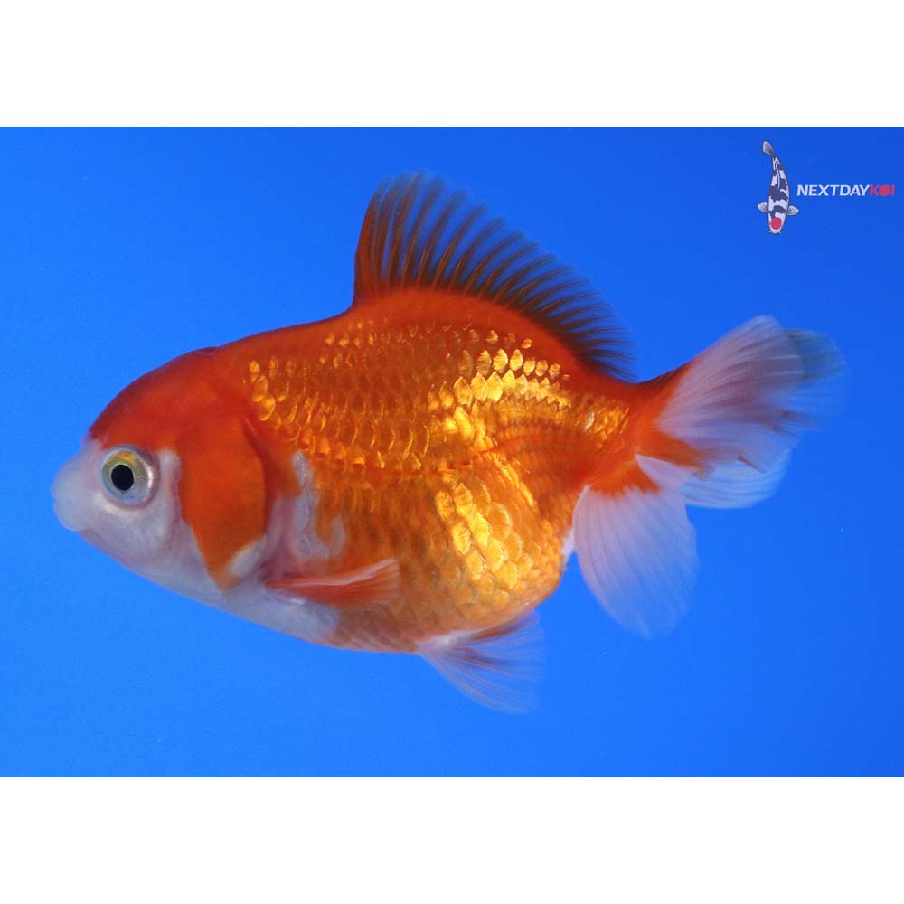 2.5” Imported Red and White Oranda