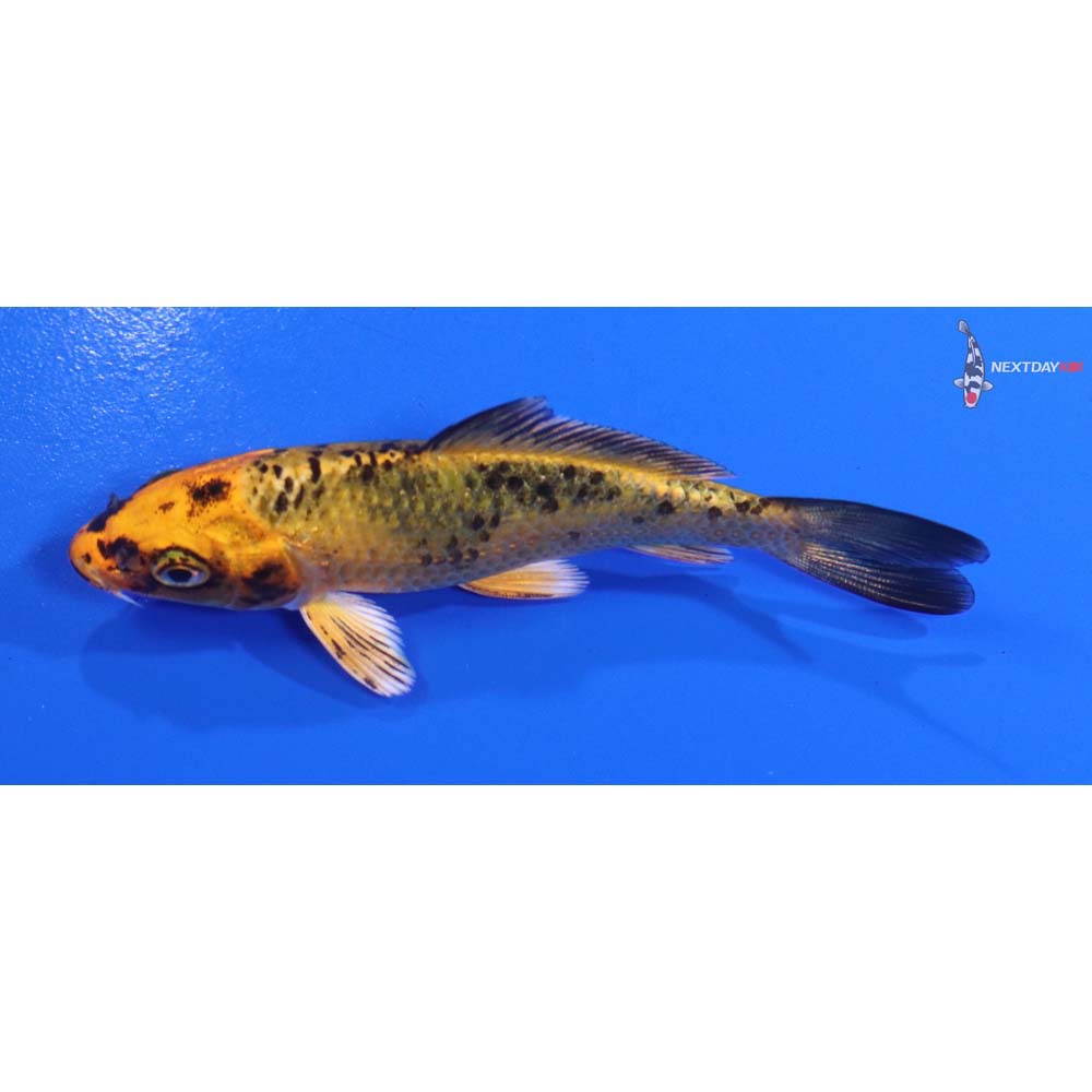 3.5” Imported Kin Aka Bekko