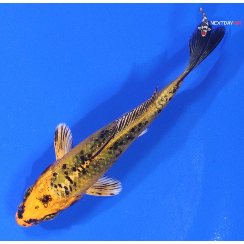 3.5” Imported Kin Aka Bekko