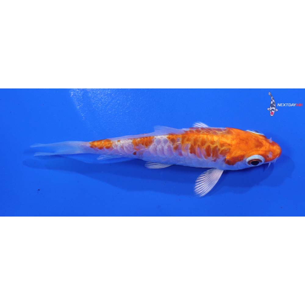 3.5” Imported Armor Scaled Hariwake