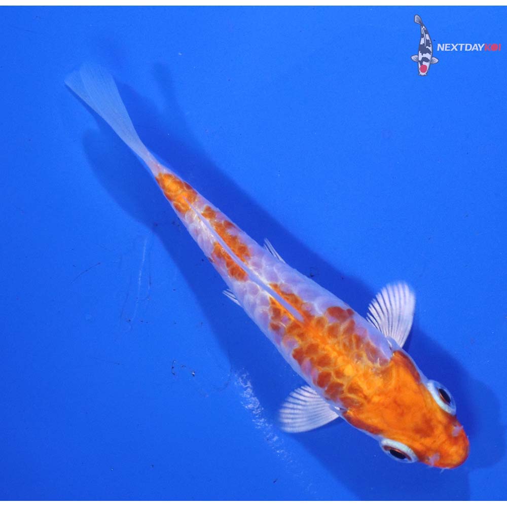 3.5” Imported Armor Scaled Hariwake