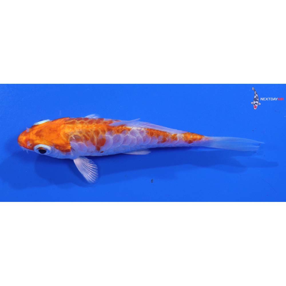 3.5” Imported Armor Scaled Hariwake