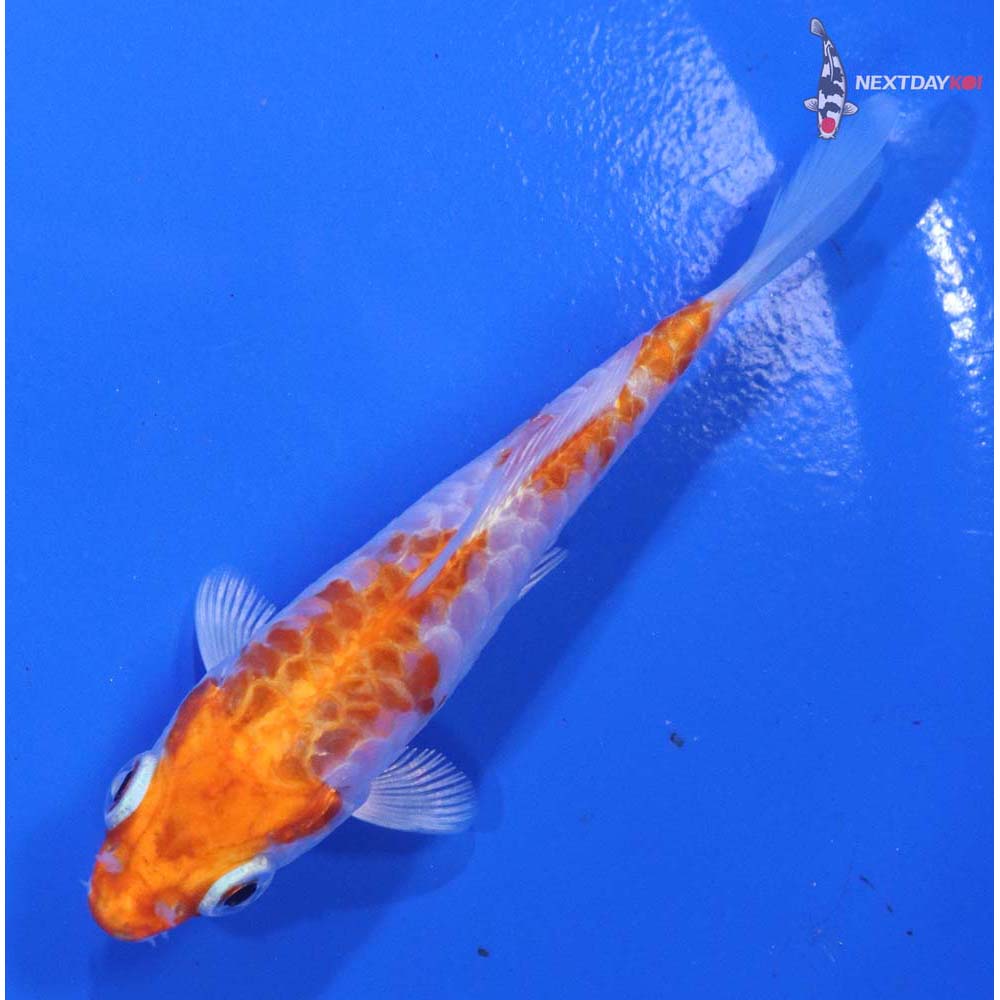 3.5” Imported Armor Scaled Hariwake