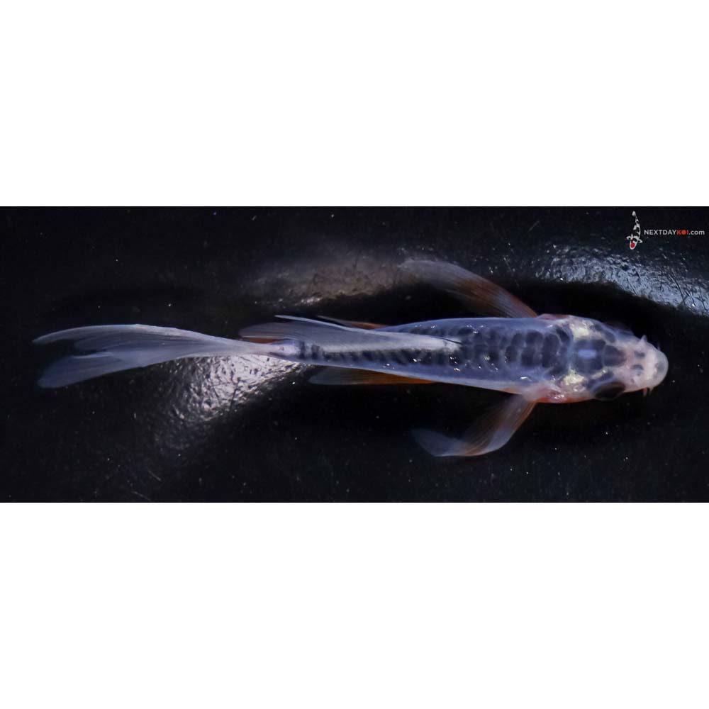 4” Imported Shusui Butterfly Koi