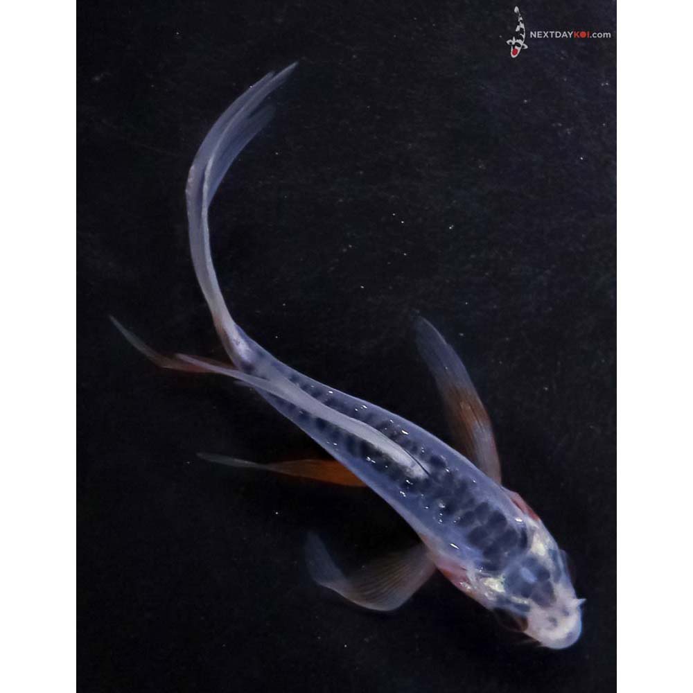 4” Imported Shusui Butterfly Koi