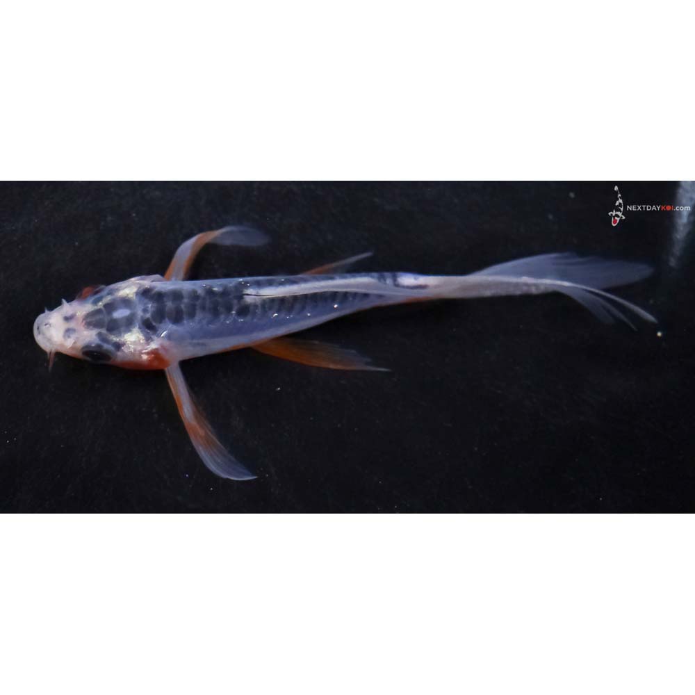 4” Imported Shusui Butterfly Koi