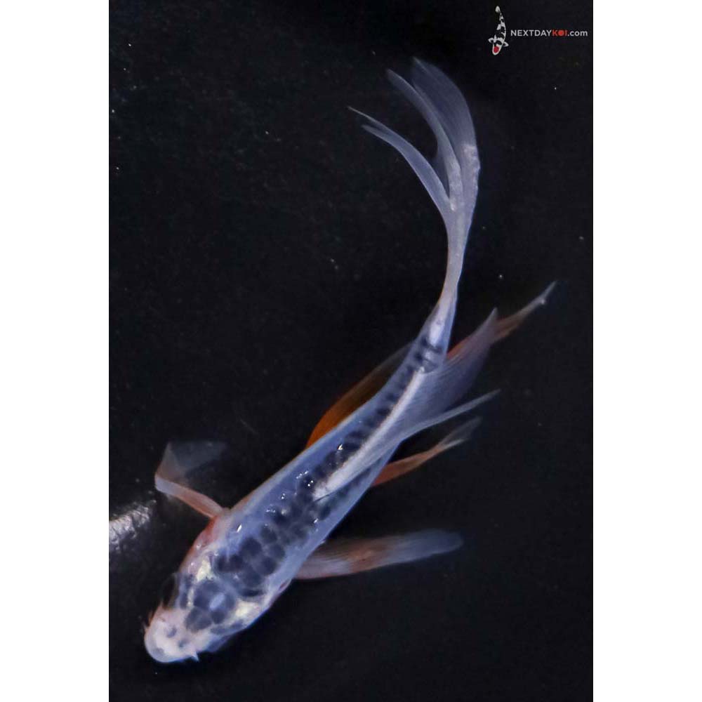 4” Imported Shusui Butterfly Koi