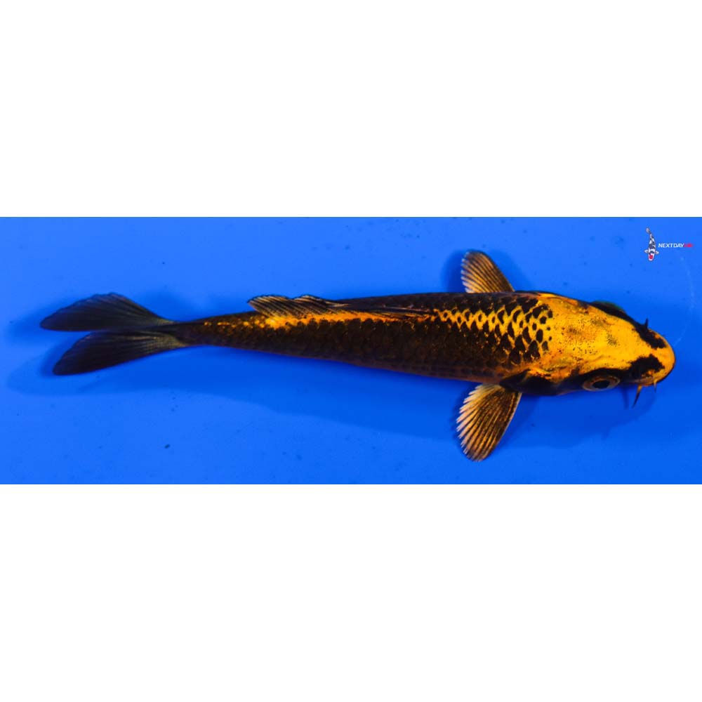 3.5” Imported Orenji Matsuba