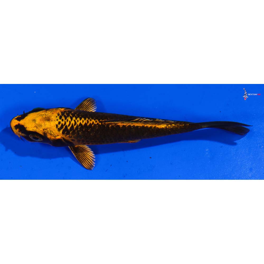 3.5” Imported Orenji Matsuba