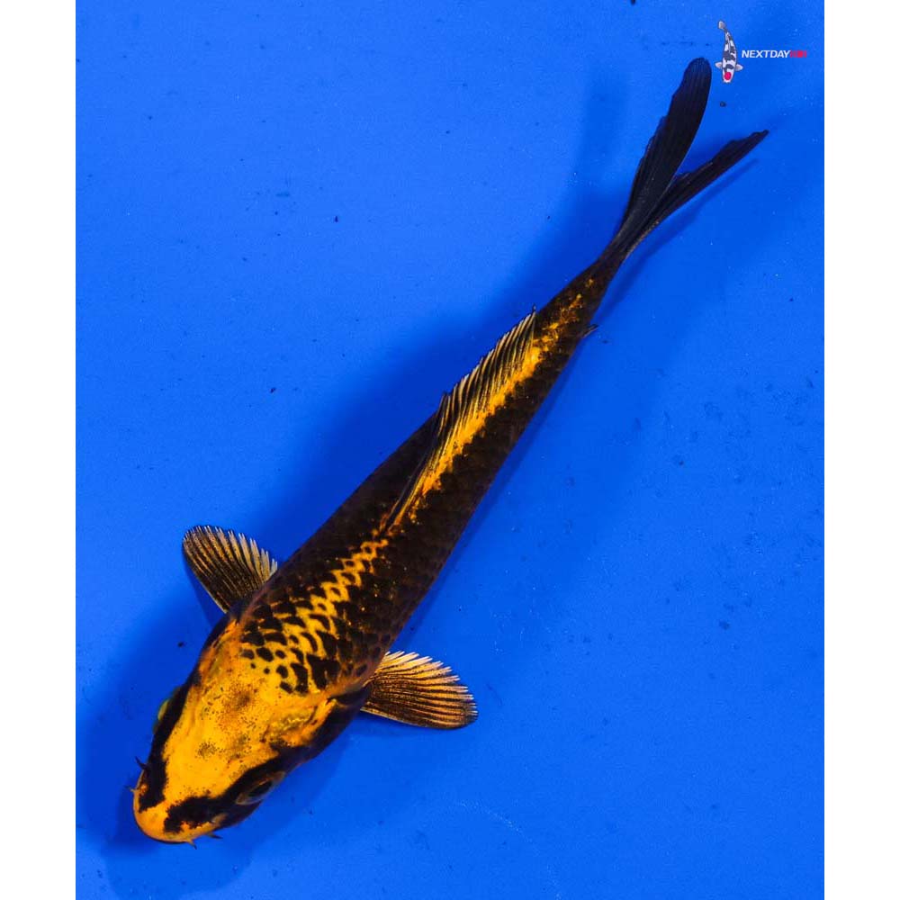 3.5” Imported Orenji Matsuba