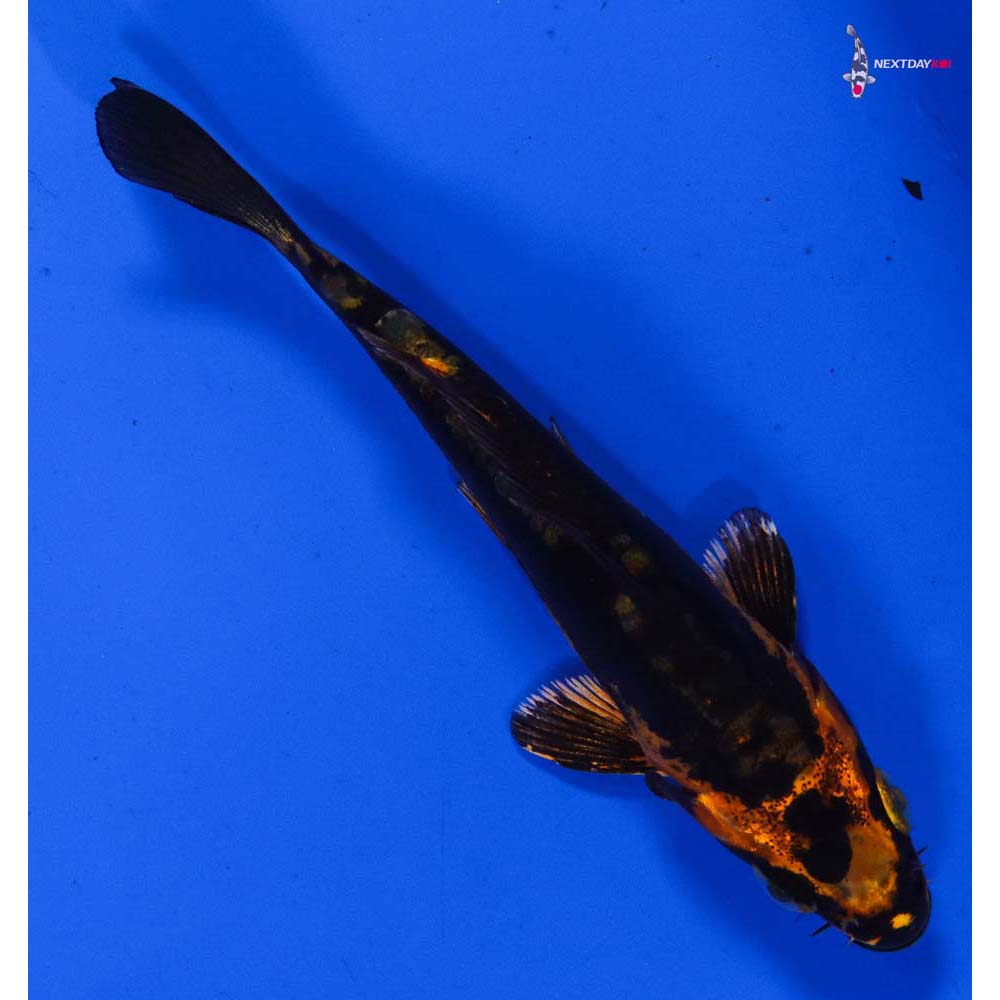 4” Imported Kin Kikokuryu