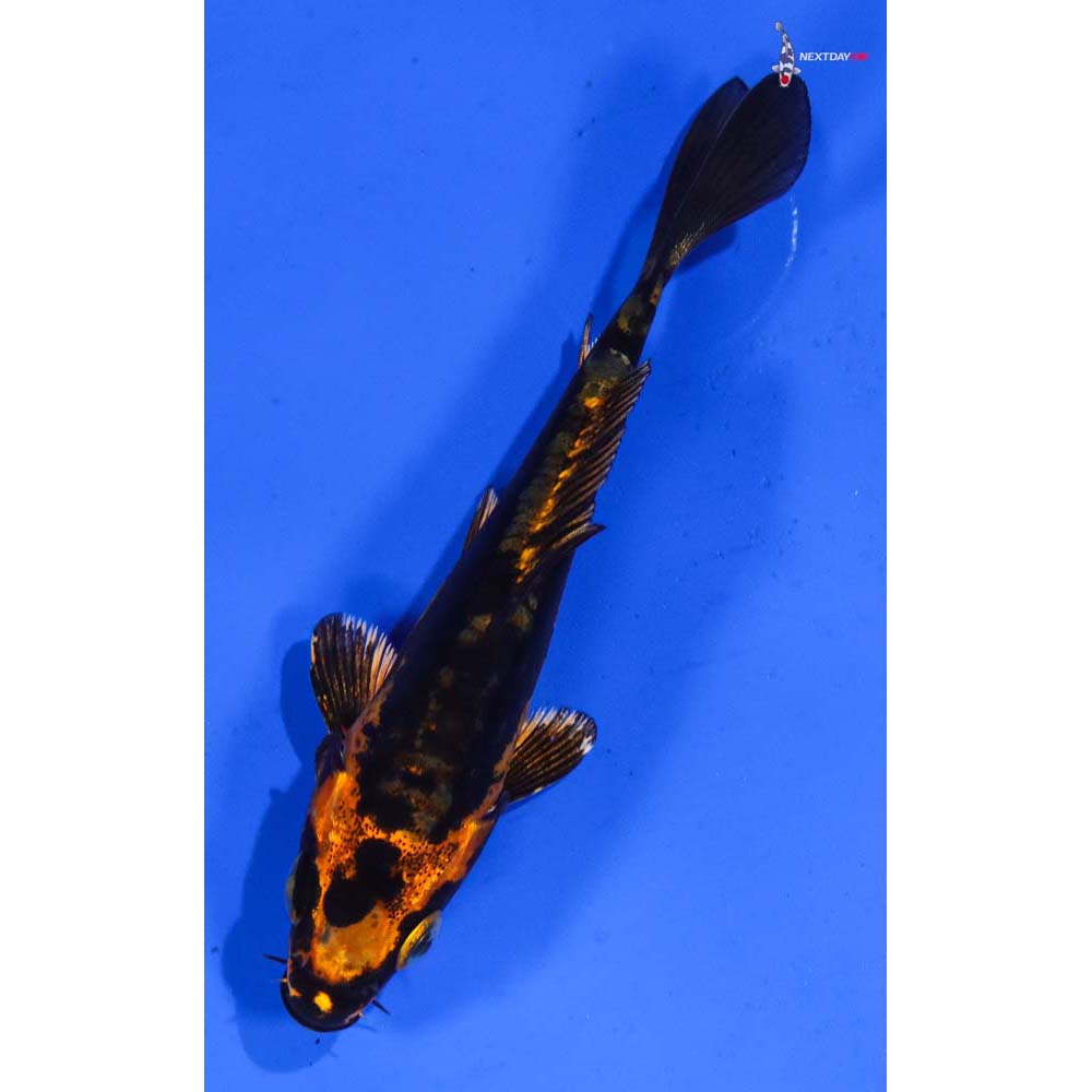 4” Imported Kin Kikokuryu