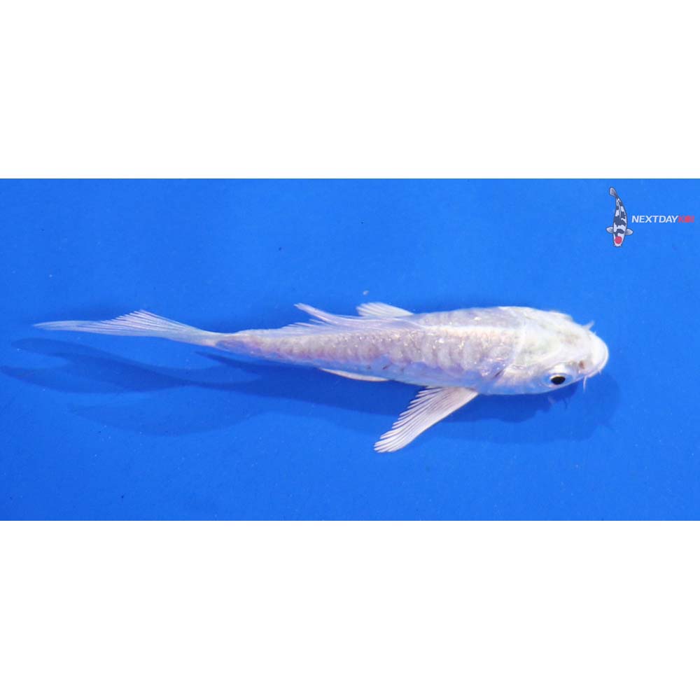 3” Imported Doitsu Platinum Ogon Butterfly Koi