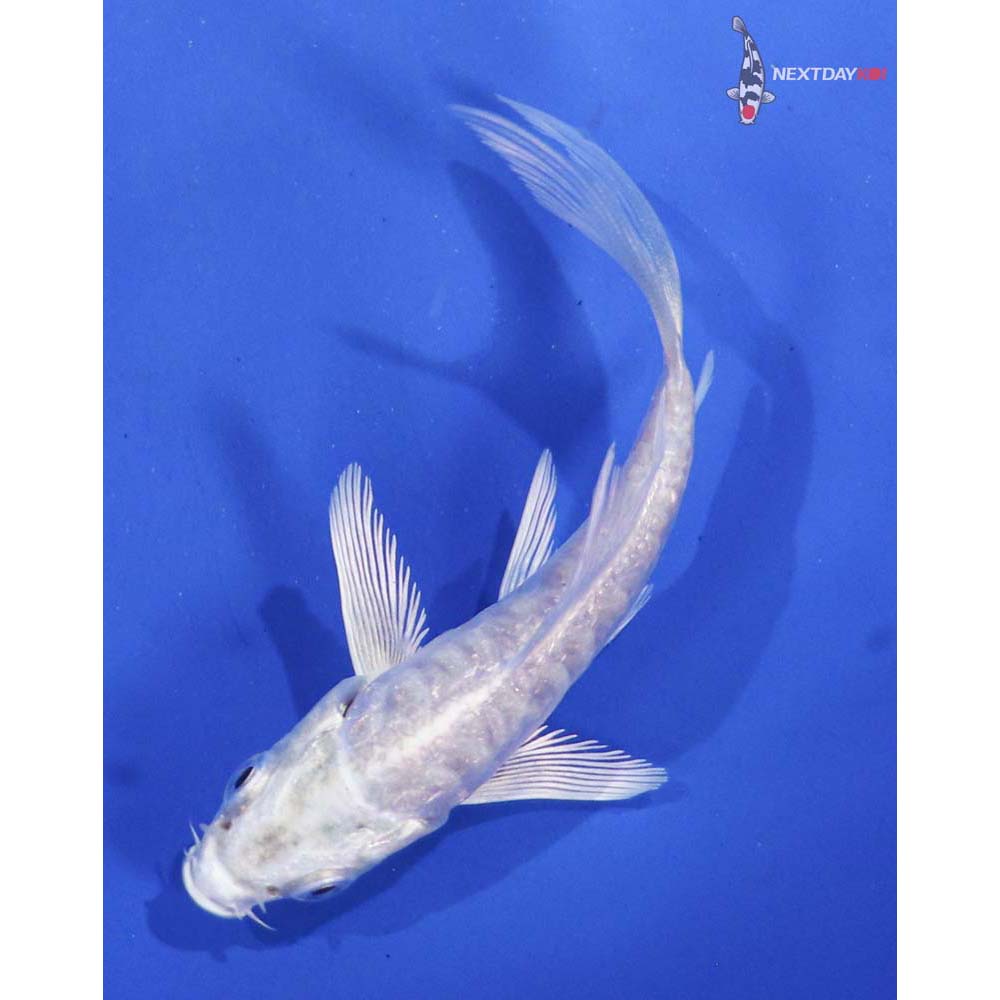 3” Imported Doitsu Platinum Ogon Butterfly Koi
