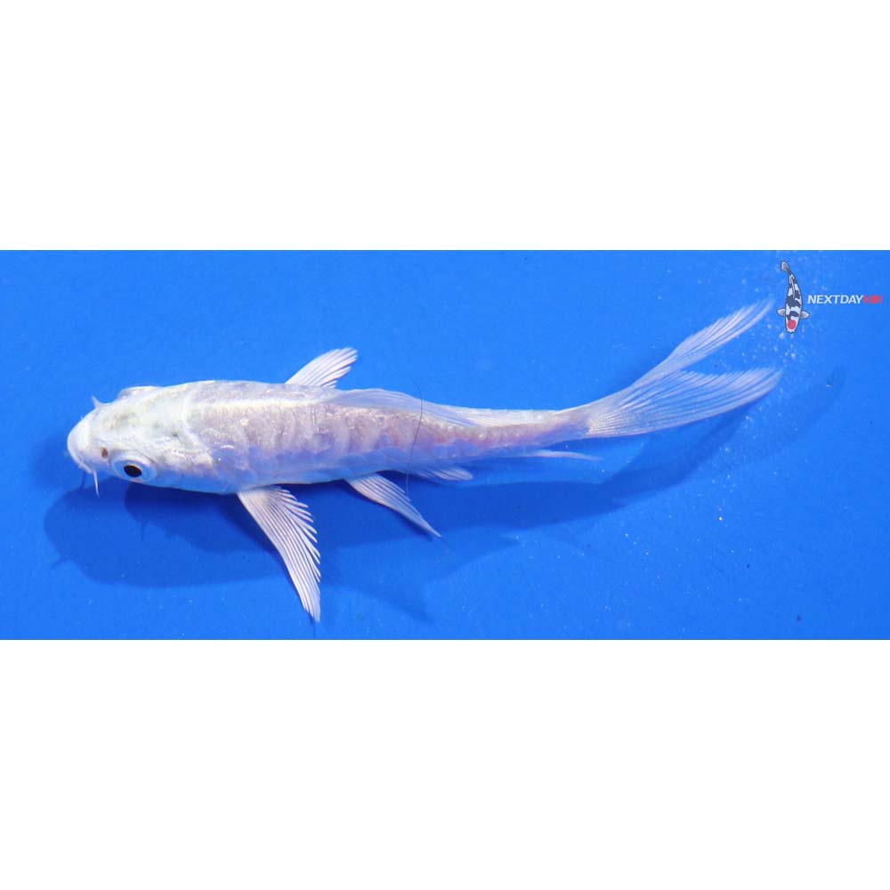 3” Imported Doitsu Platinum Ogon Butterfly Koi