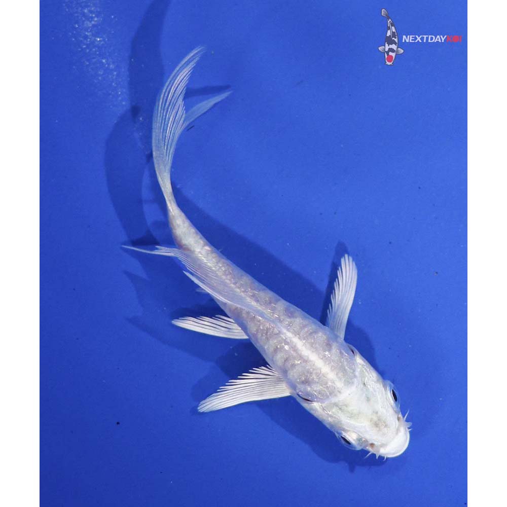 3” Imported Doitsu Platinum Ogon Butterfly Koi