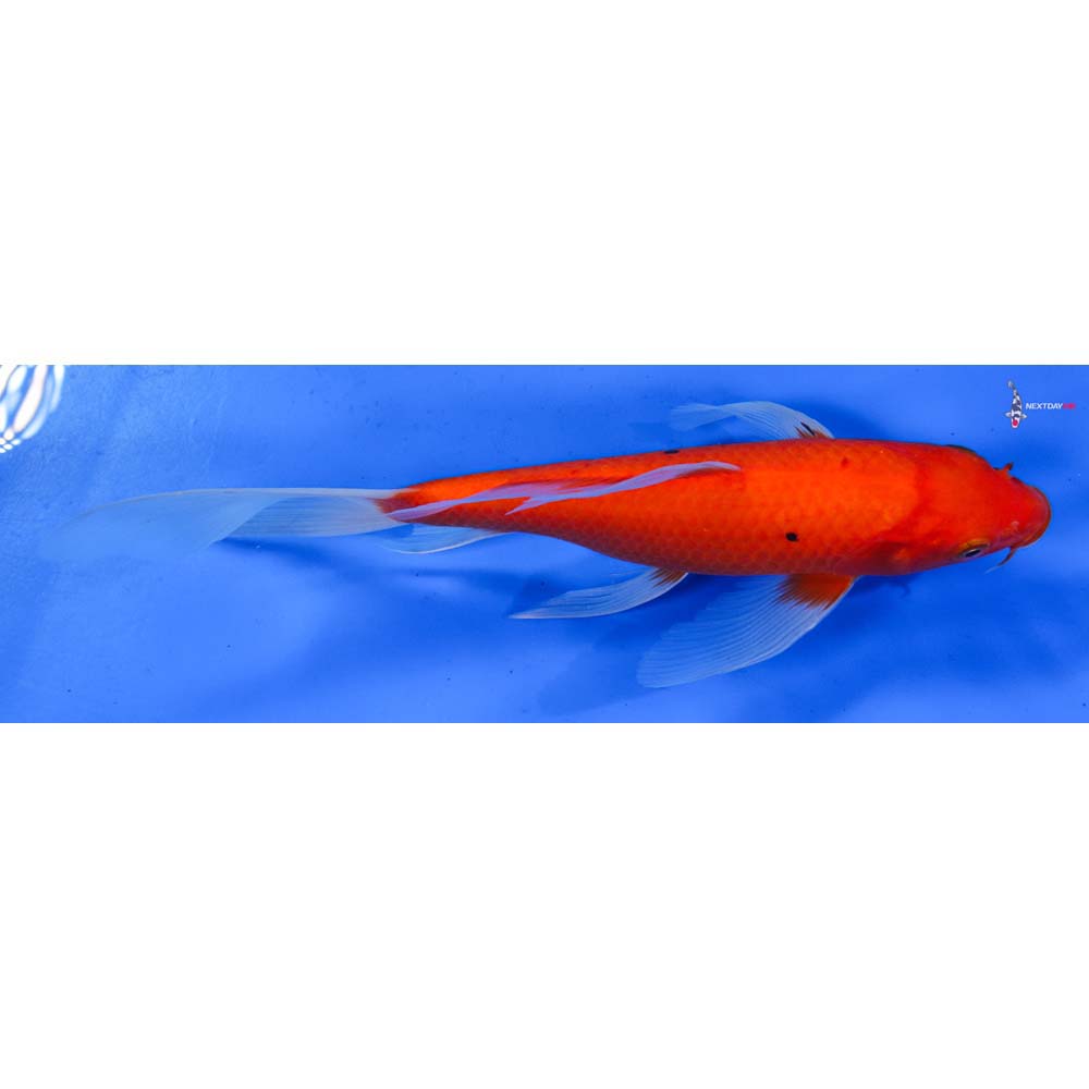 8.5” Imported Aka Bekko Butterfly Koi