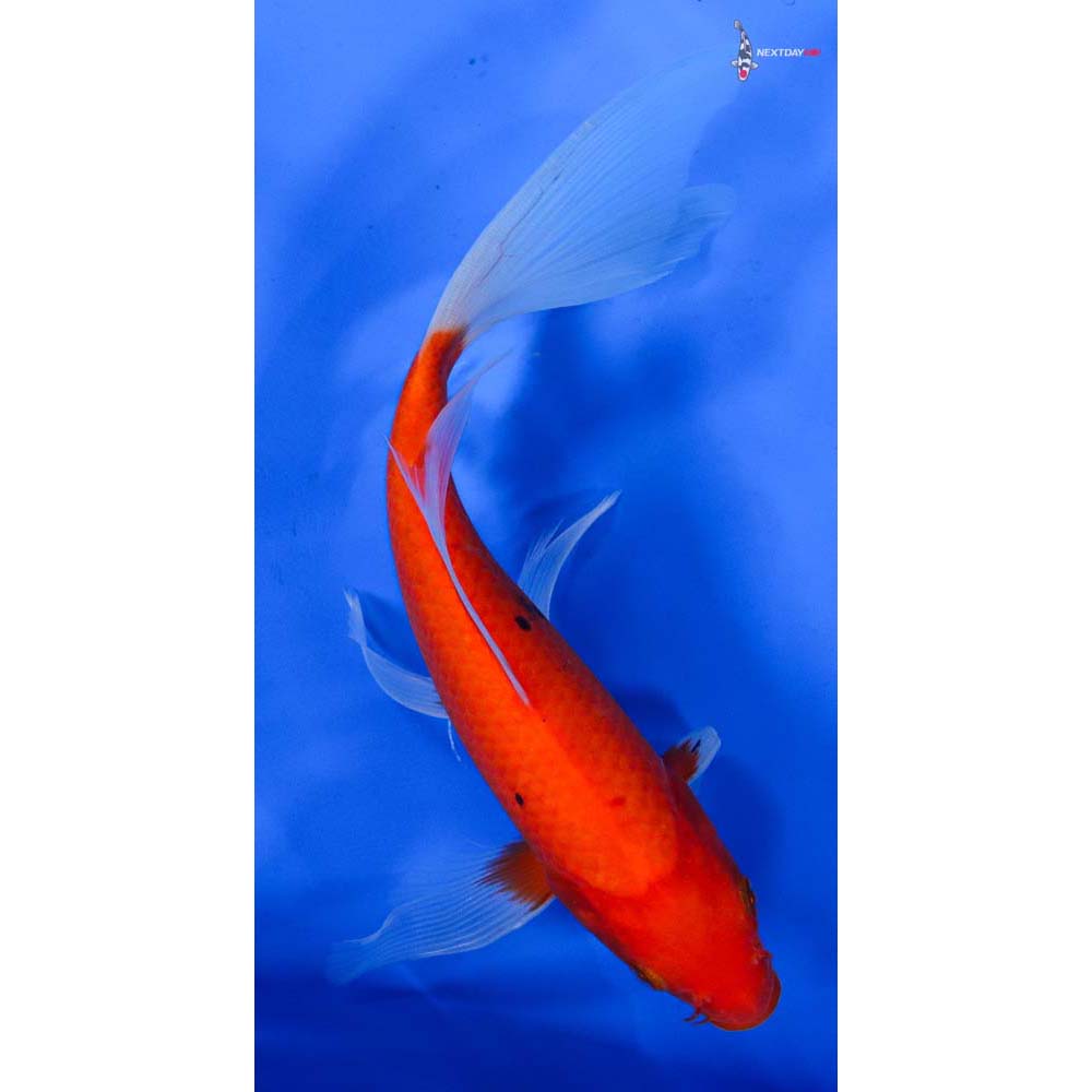 8.5” Imported Aka Bekko Butterfly Koi
