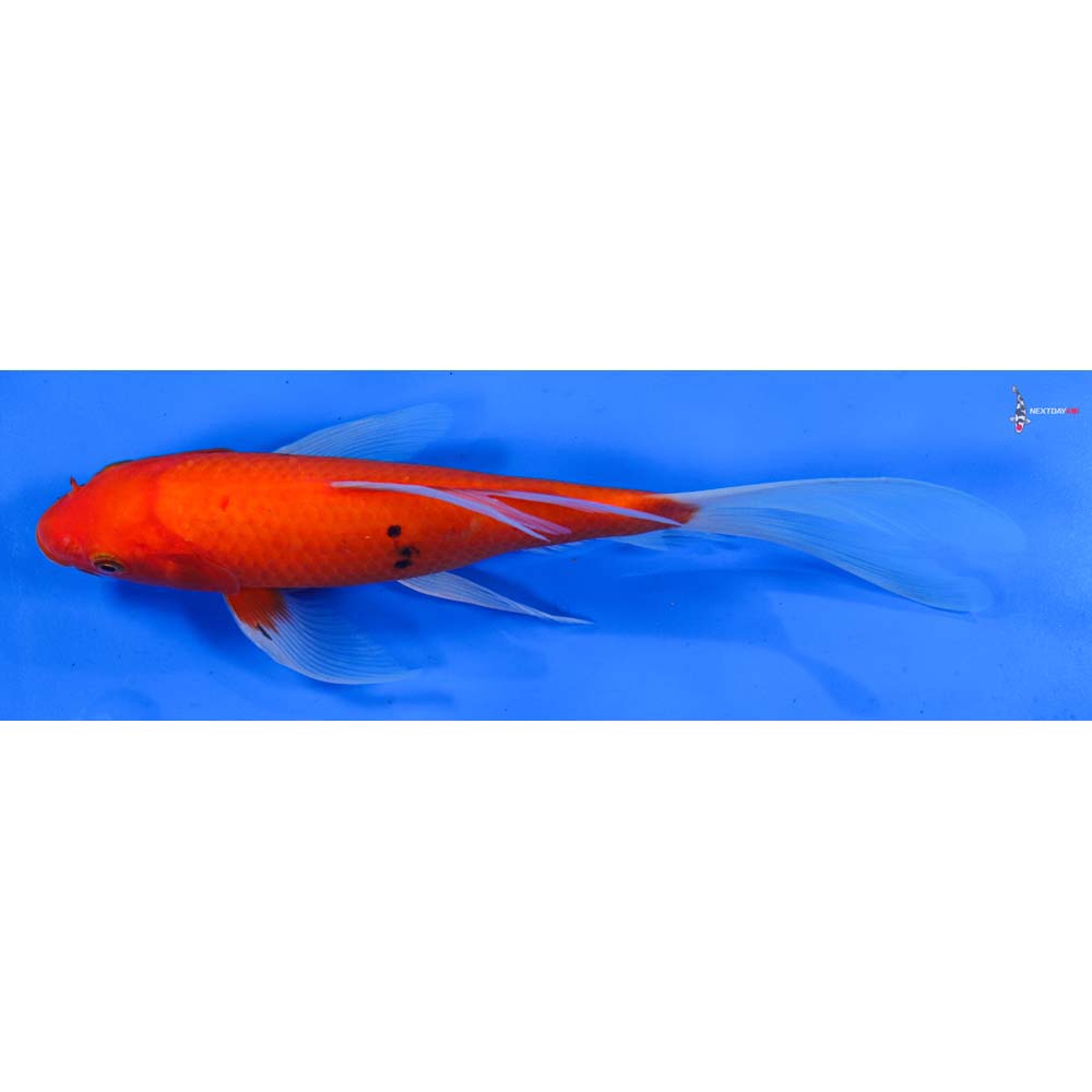 8.5” Imported Aka Bekko Butterfly Koi