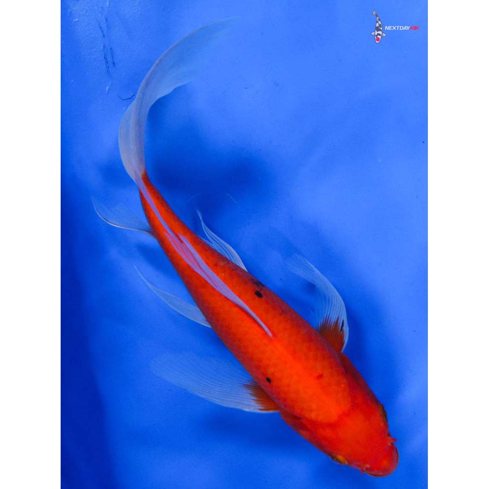 8.5” Imported Aka Bekko Butterfly Koi