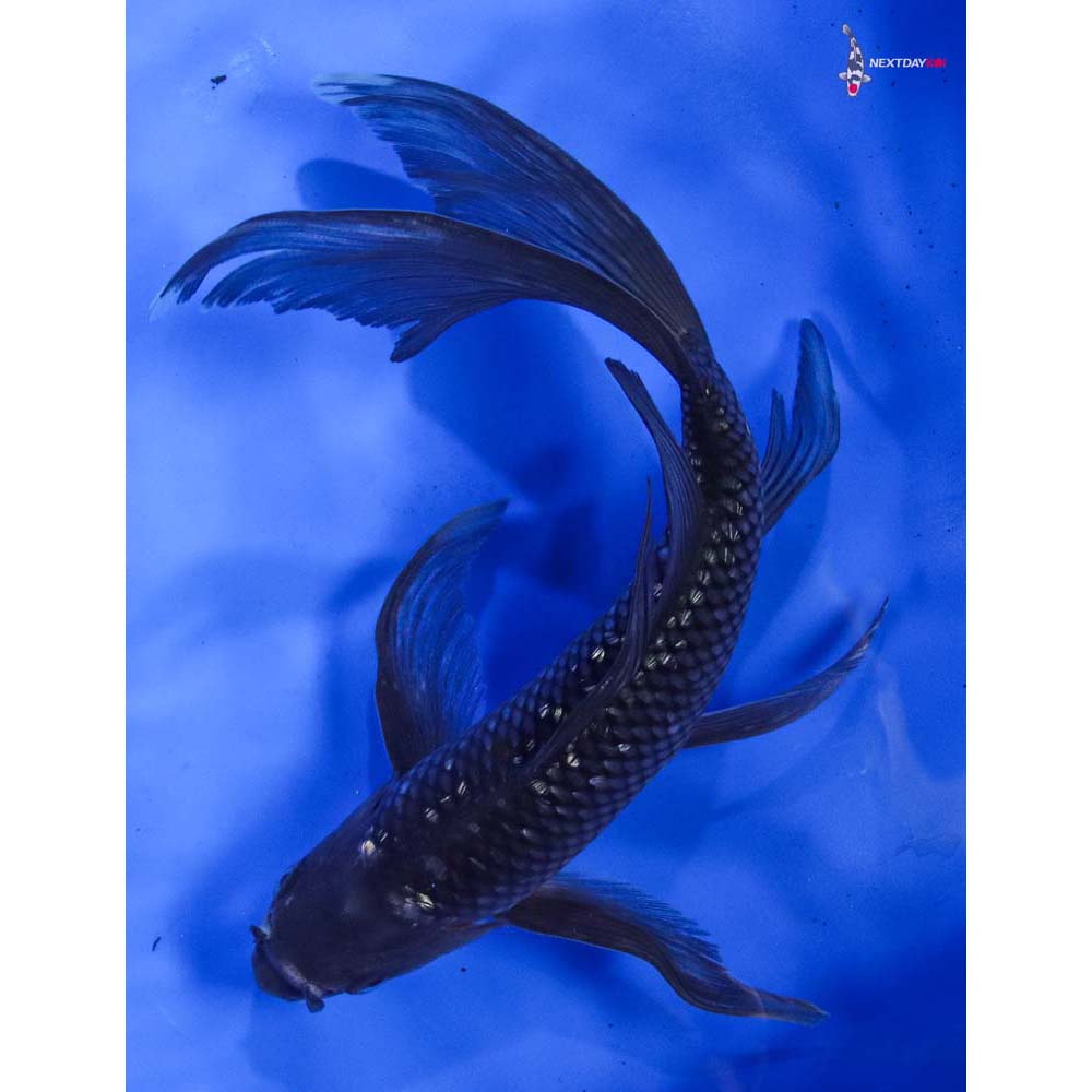 9” Imported Gin Rin Soragoi Butterfly Koi